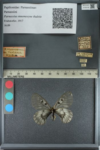 Media type: image;   Entomology 180146